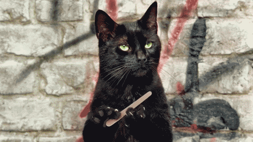 black cat filing its claws